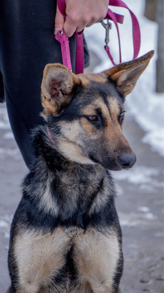 Собака, пес, в добрі руки, дівчинка, київ, киев