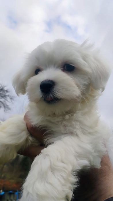 Sprzedam maltańczyka pieska