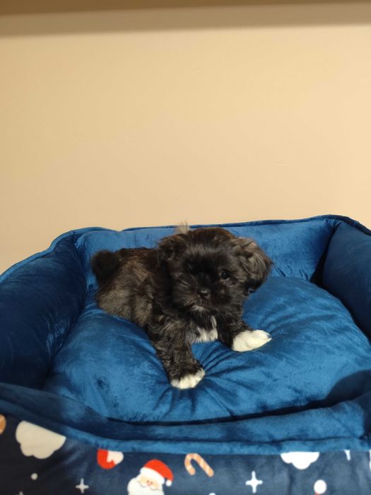 Shih Tzu Szczeniaki SUCZKA