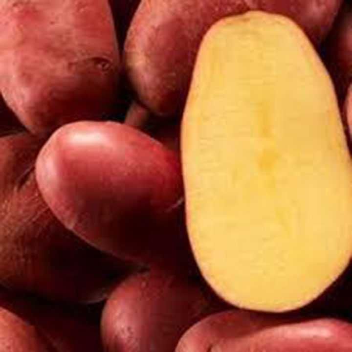 Семенной картофель. Посадочный картофель. Семена картофеля