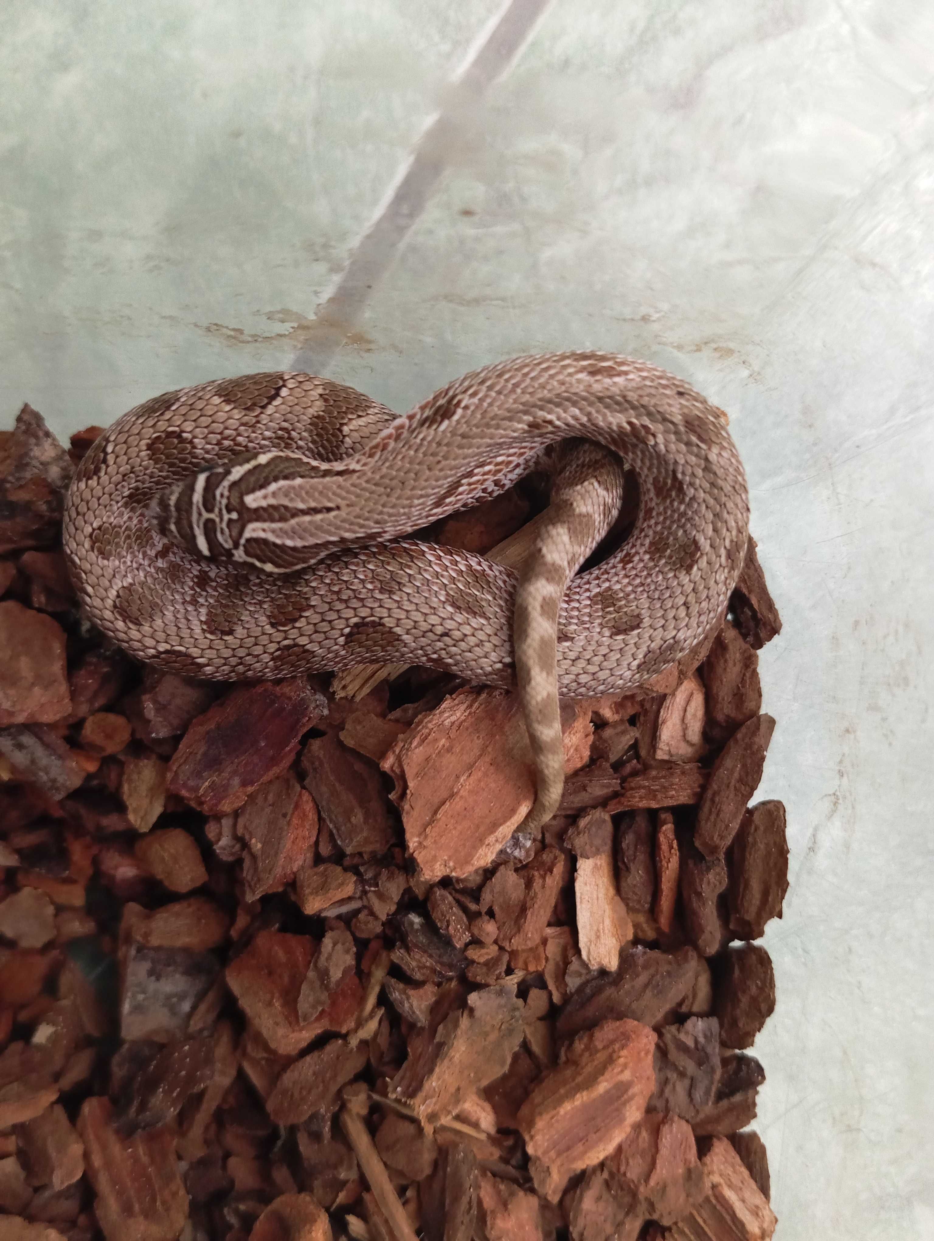 Heterodon zachodni anaconda