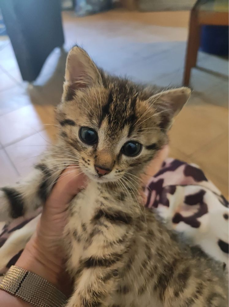 Krzys kot kotek do adopcji