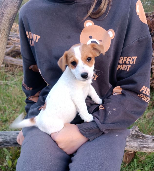 Jack Russell Terrier gładkowłosy ZKwP FCI