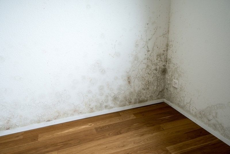 Odgrzybianie, ozonowanie, dezynfekcja. Usuwanie grzyba, pleśni w domu