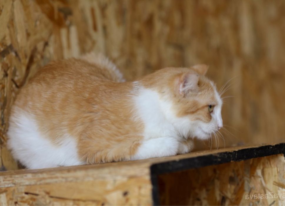 Арчі, 1 рік, тихий спокійний котик шукає дім