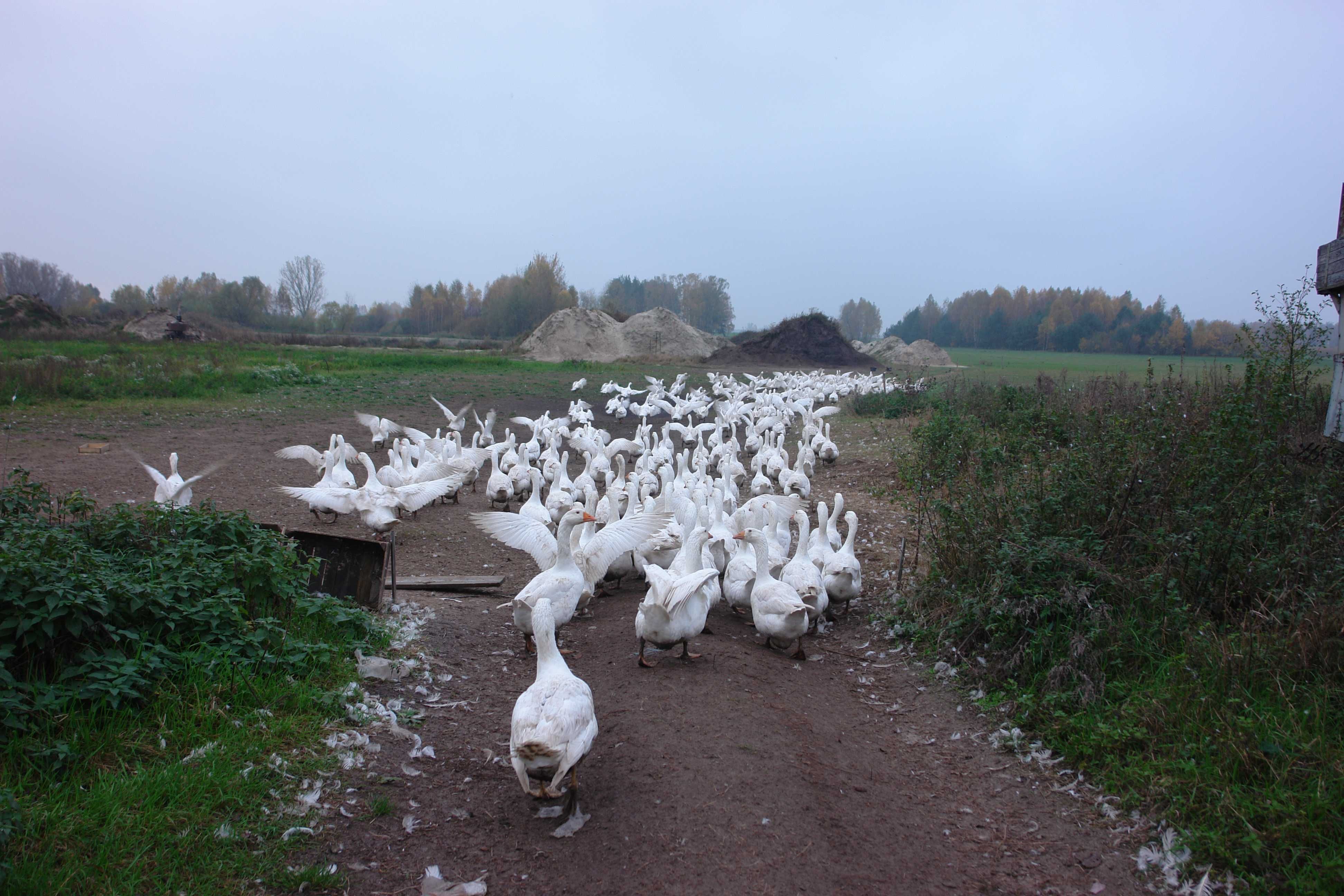 pisklęta gęsi białej kołudzkiej gęś