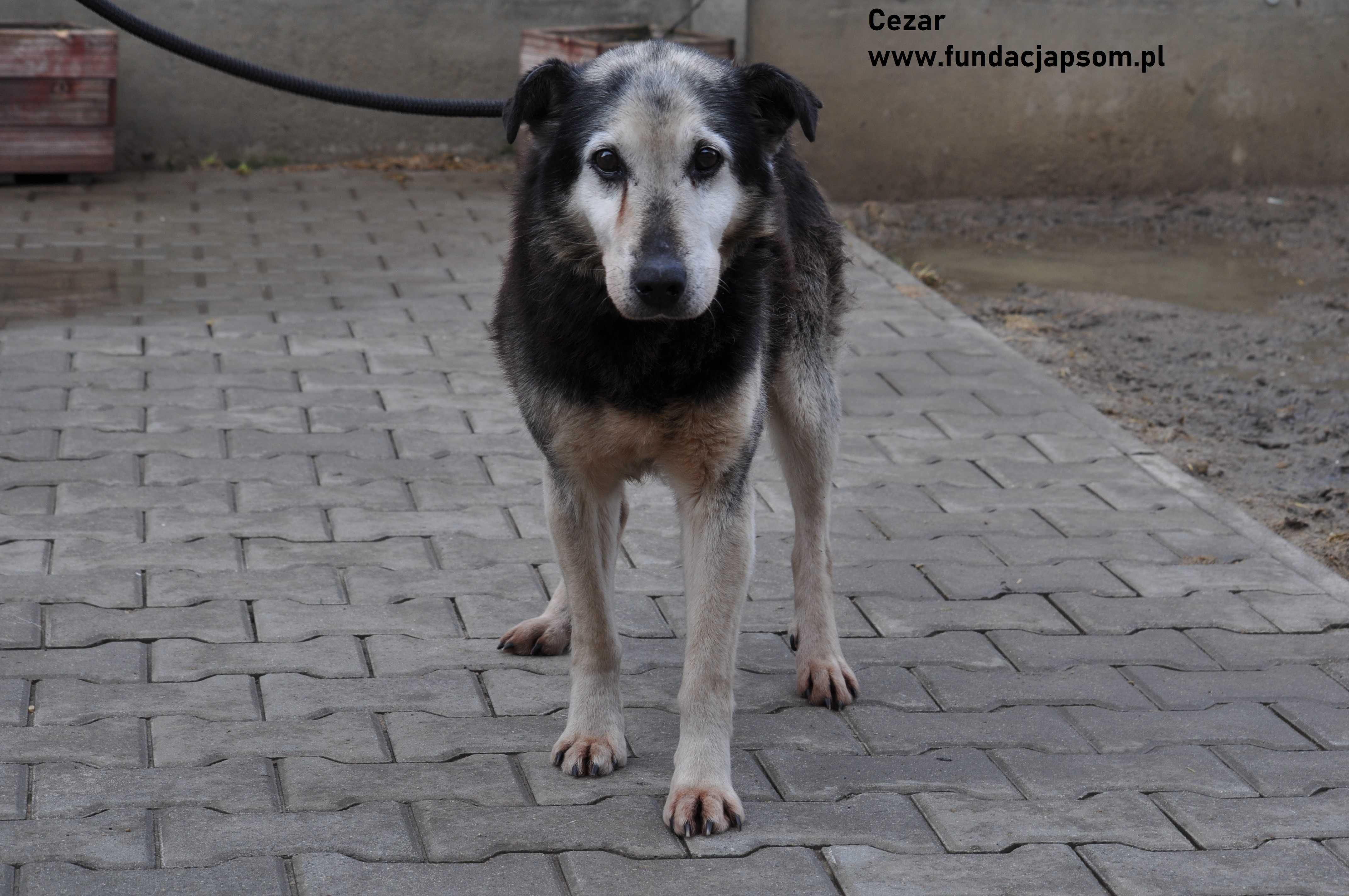 Cezar - Spokojny senior poleca się do adopcji!