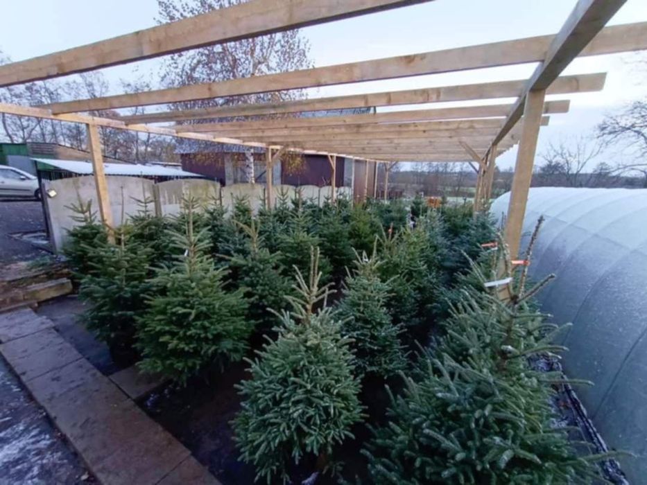 Choinki Jodła kaukaska donica świerk srebrny doniczk