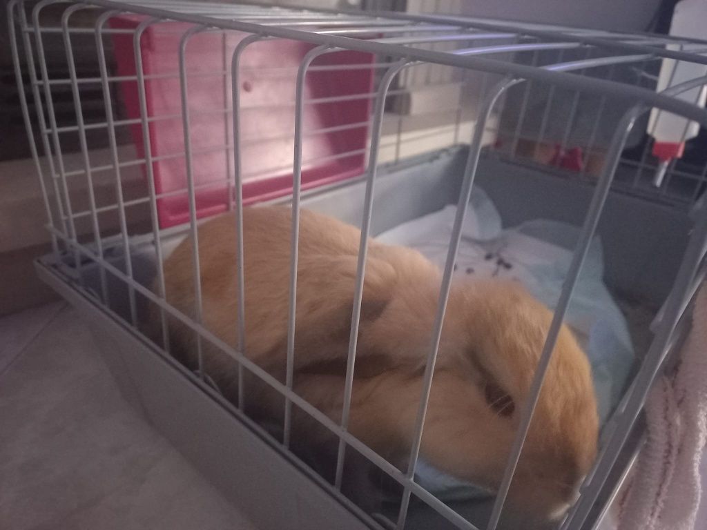 Vendo Coelho com gaiola