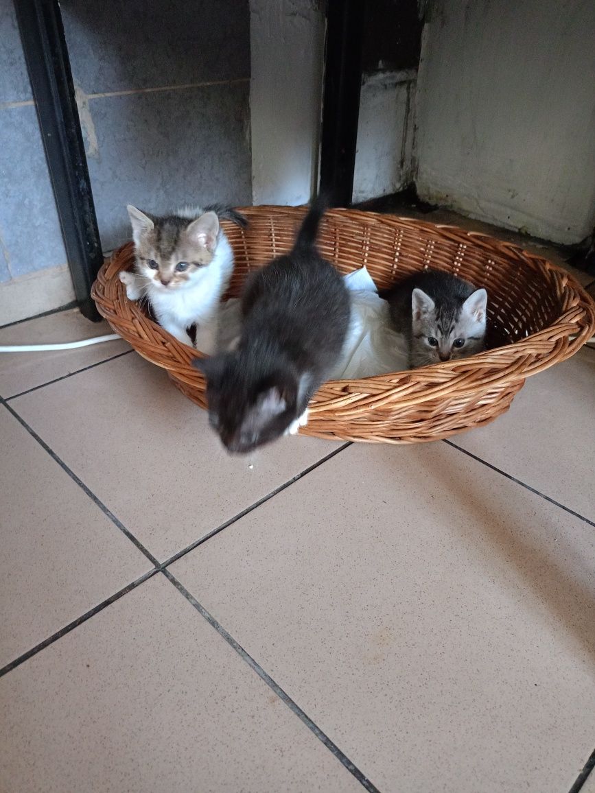 Odam w dobre ręce