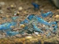 Krewetki Blue Velvet niebieskie woda kranowa pokarm gratis
