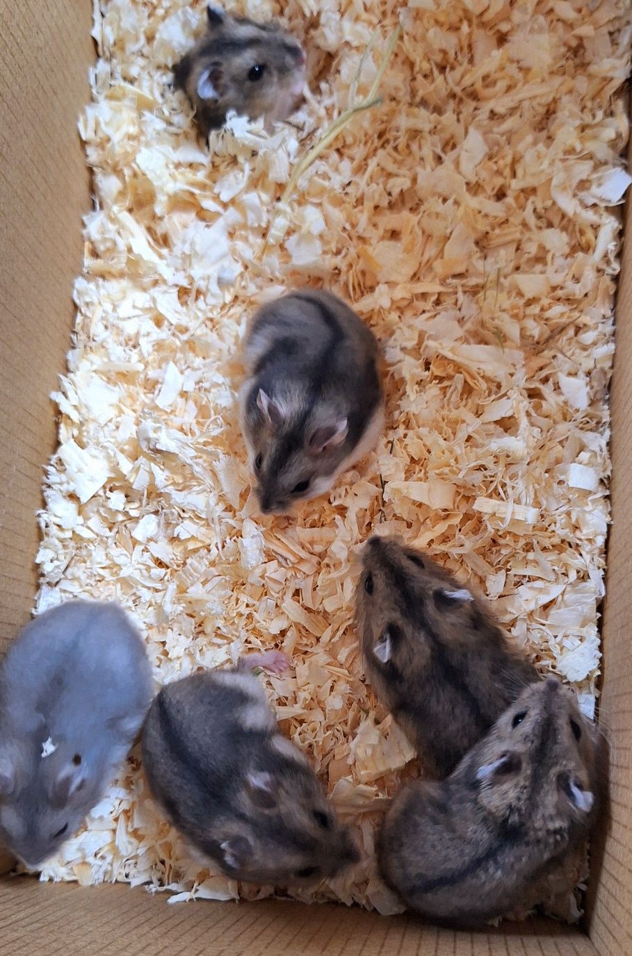 Chomiki dżungarskie.