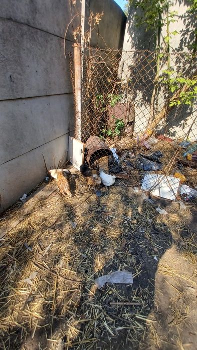 Sprzedam kury różne rasy