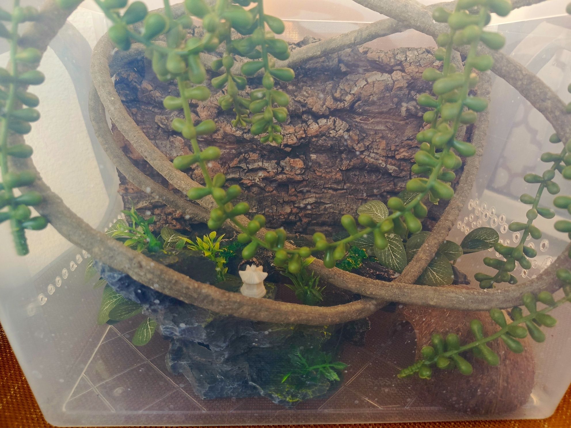 Terrarium dla gekona przejściowe