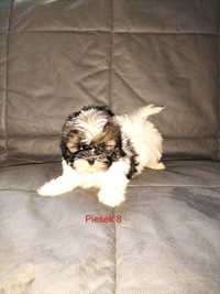 SHIH TZU piesek gotowy do odbioru