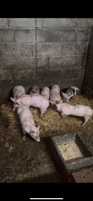 Leitoes prontos a sair