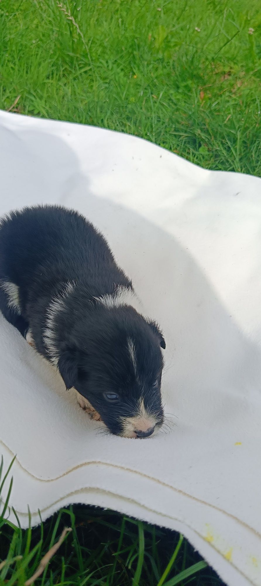 Border collie śliczny piesek czarno biały