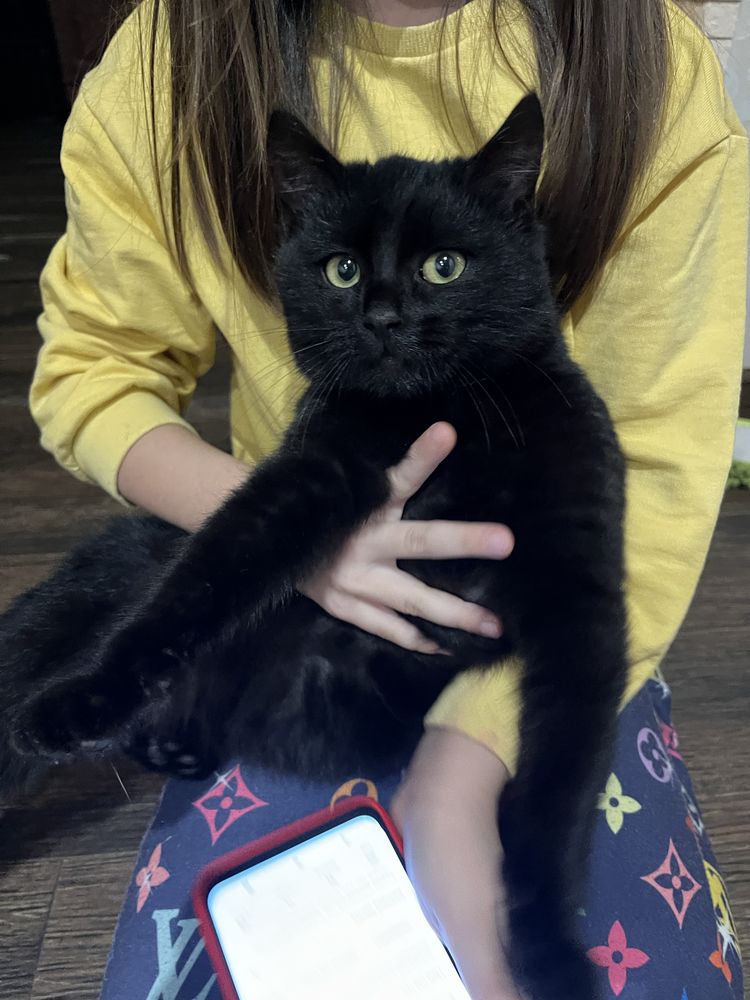 Кошенята котики кішечка кіт котята