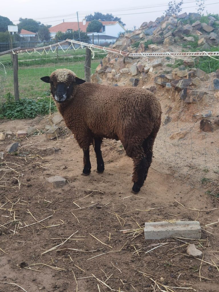 Ovelhas P3 odemira