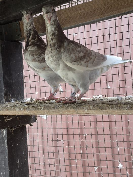 Gołebie Staropolskie