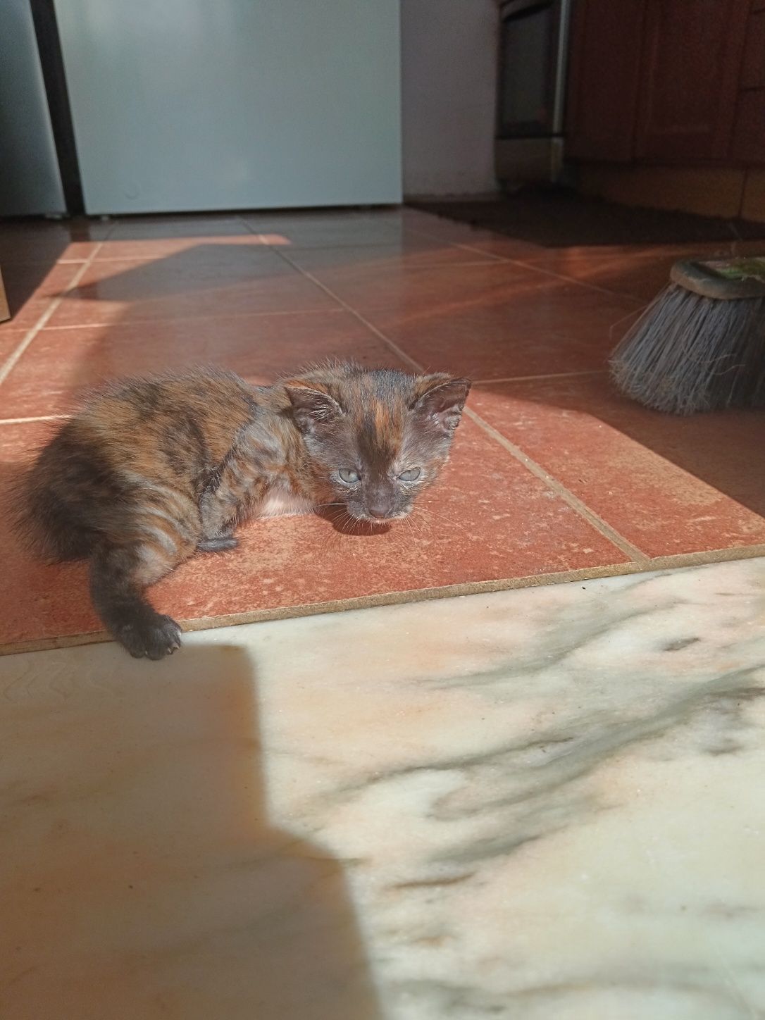 Gatinha para dar