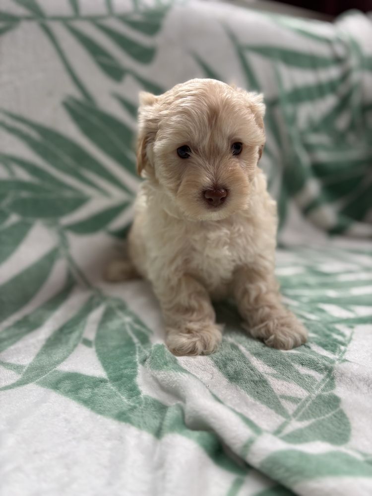 Piesek maltipoo f1 Figaro
