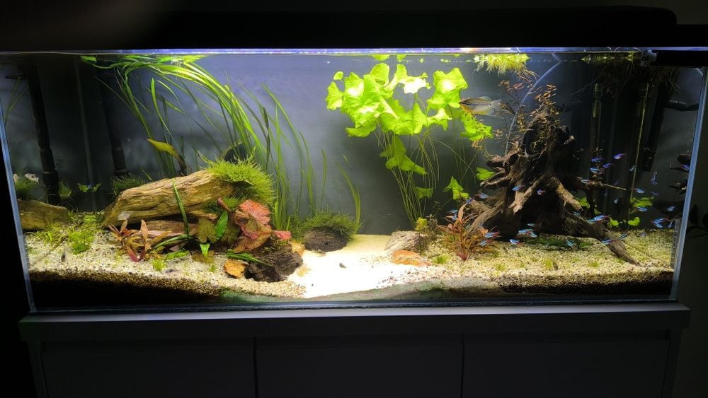 Mech jawajski do akwarium