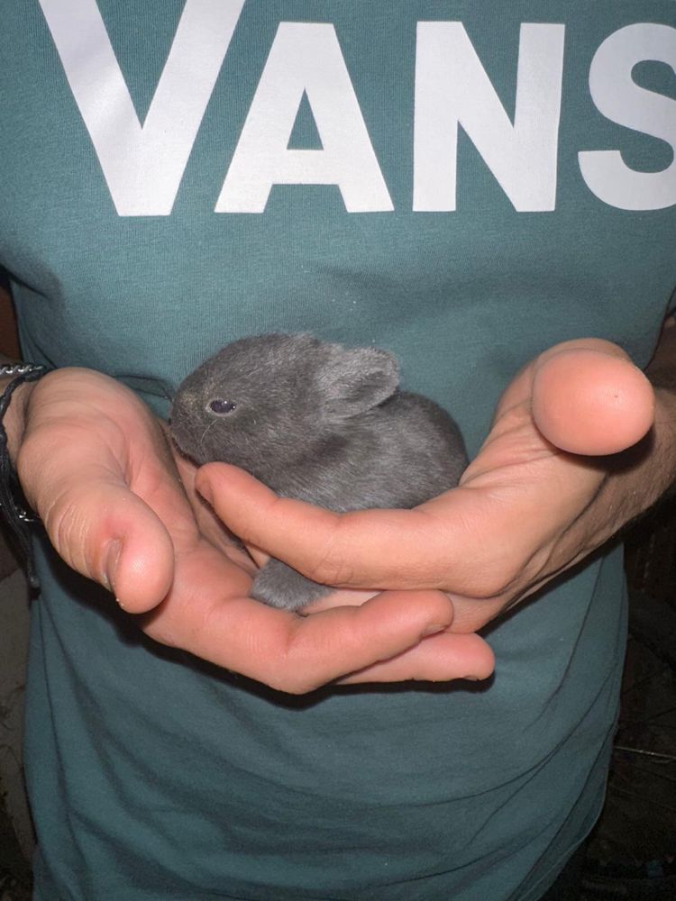 Coelhos de várias raças