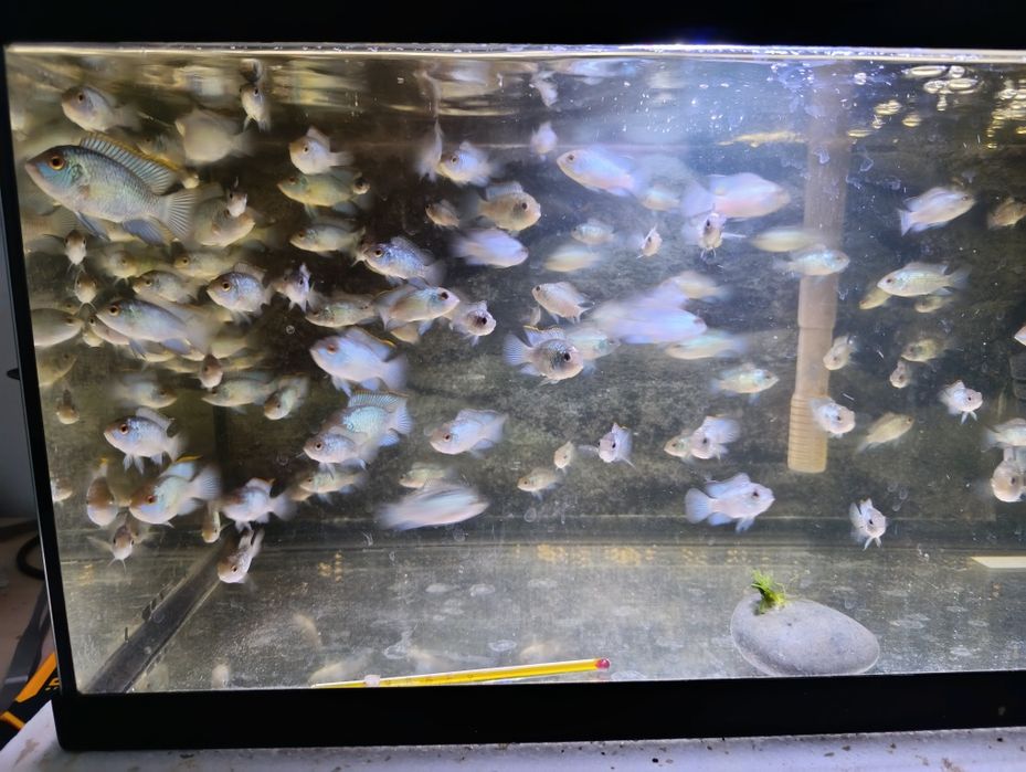 Ciclídeos americanos Electric Blue Acara (Andinoacara Pulcher)