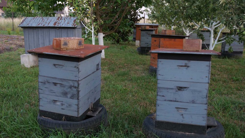Продамо вулики Дадана (на 8 рамок) в хорошому стані