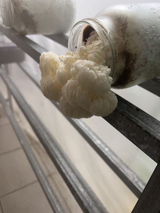 Їжовик гребінчастий, ежовик гребенчатый