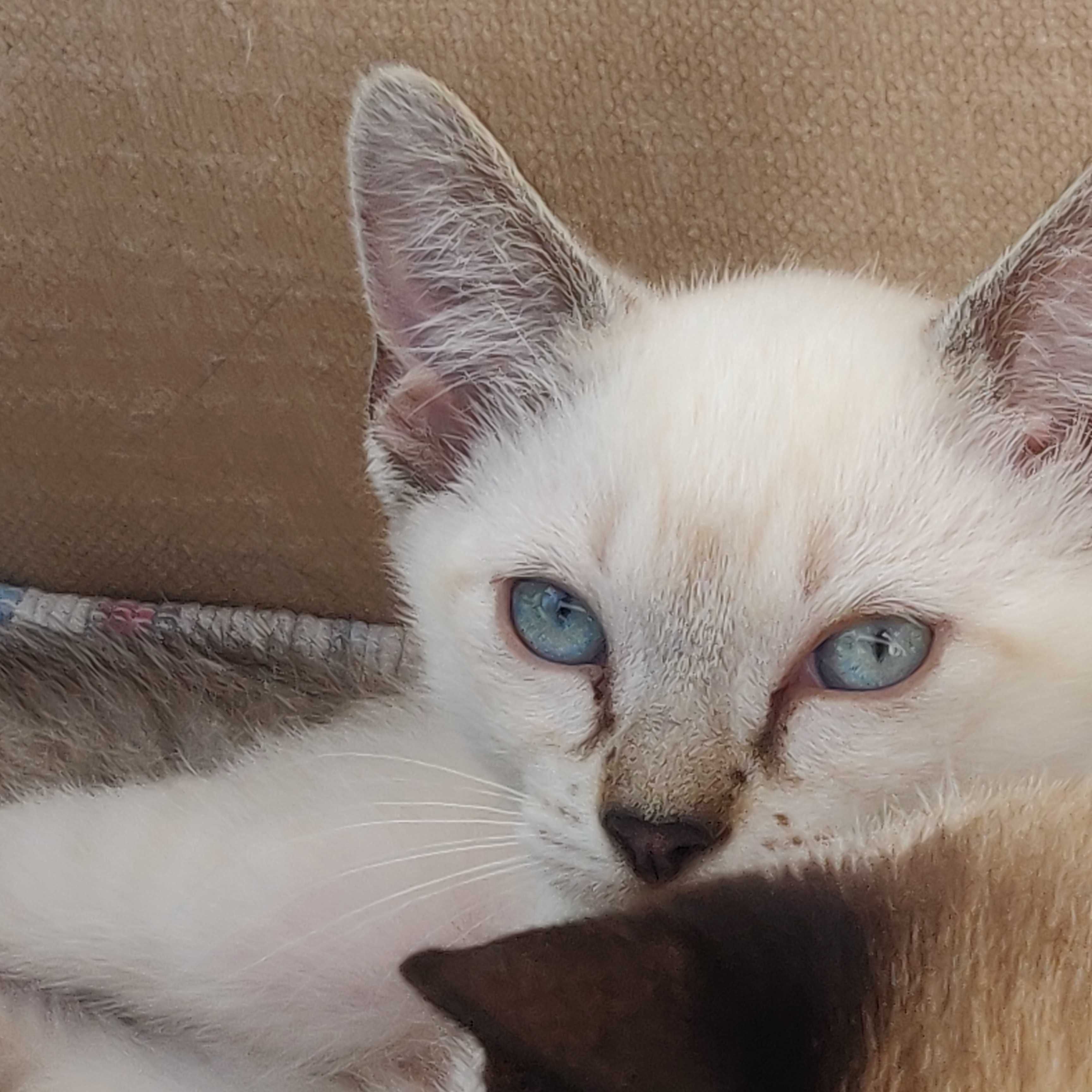 Gatinho para adoção