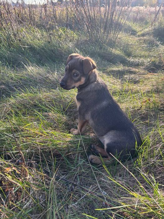 Чотири цуцики (1 хлопчик та 3 дівчинки)