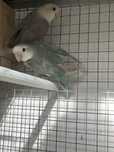 Casal de agapornis reprodutor