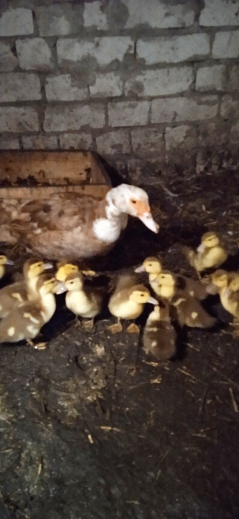 Продам каченят индокачки