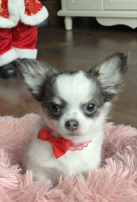 Gotowy do odbioru  cudny piesek   długowłosy  z domowej hodowli