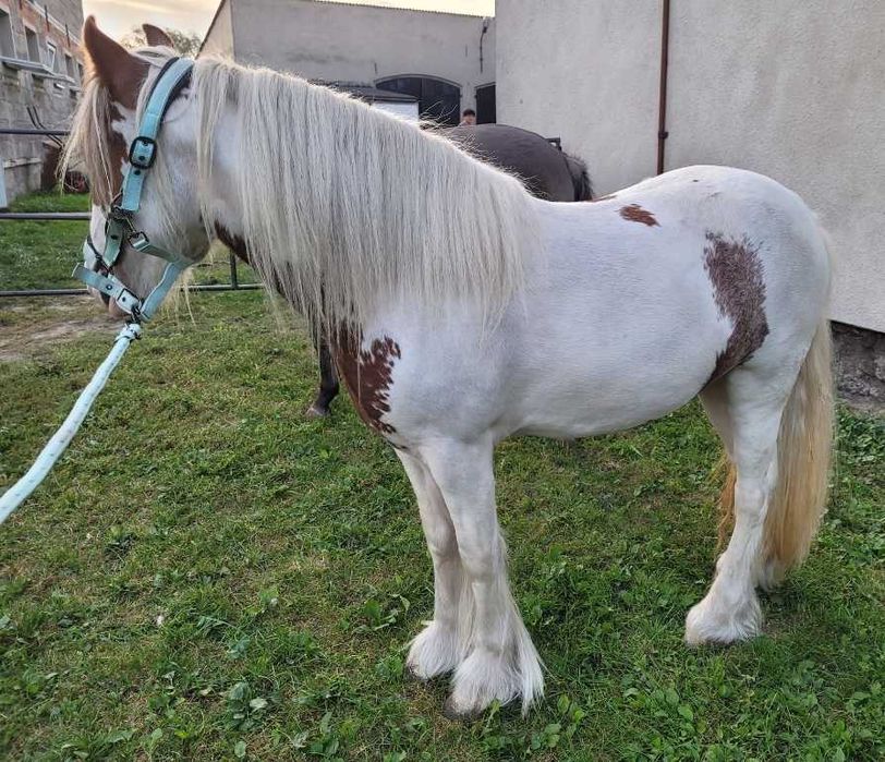 Sprzedam  klacz  rasy tinker