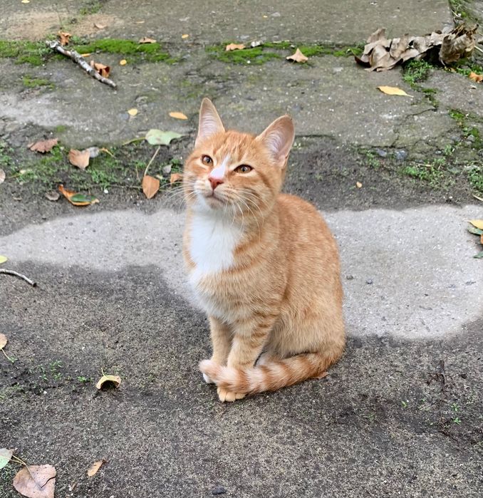 Рыжий котенок ищет дом