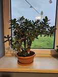 Drzewko  szczescia Crassula
