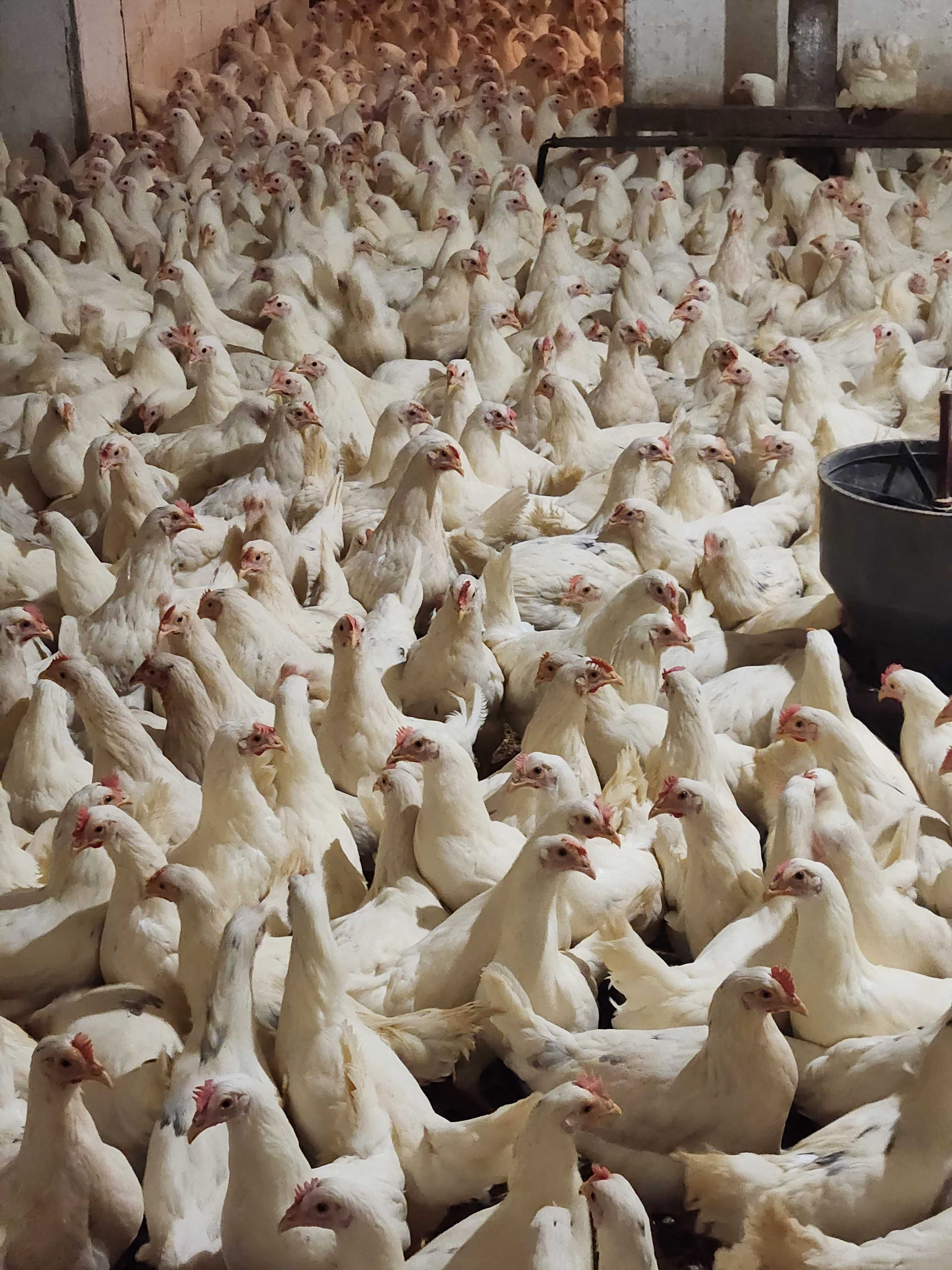 Kury Nioski Leghorn Sussex prosto od hodowcy ! Kurki młode z jajkiem !