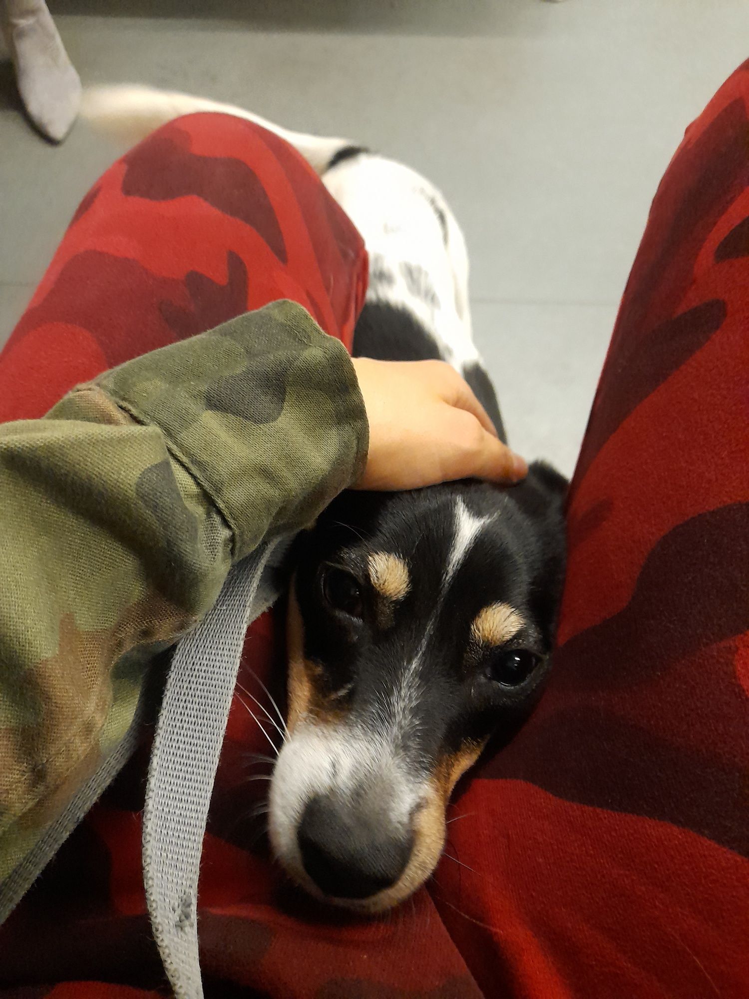 Kola – 4-letnia suczka do adopcji