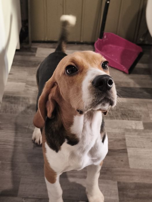 Filhote Beagle fêmea