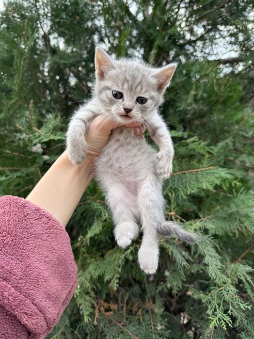 Британські кошенята