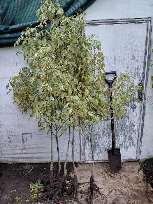 Клен ясенелистий "Фламінго",сакура плакуча "Кіку шидаре"