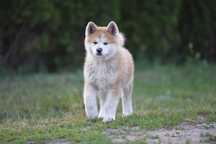 Akita Inu Japońska -pies