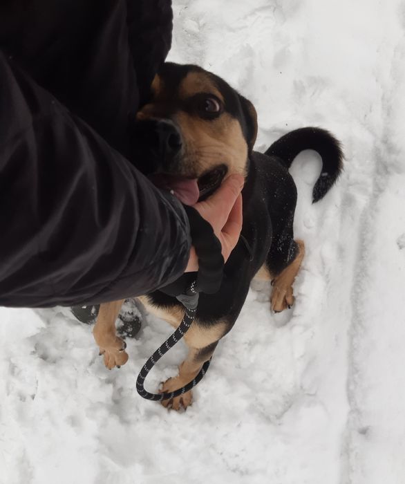 Młody pogodny psiak Batman szuka domu