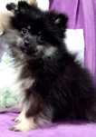 Spitz alemão lulu pomerania