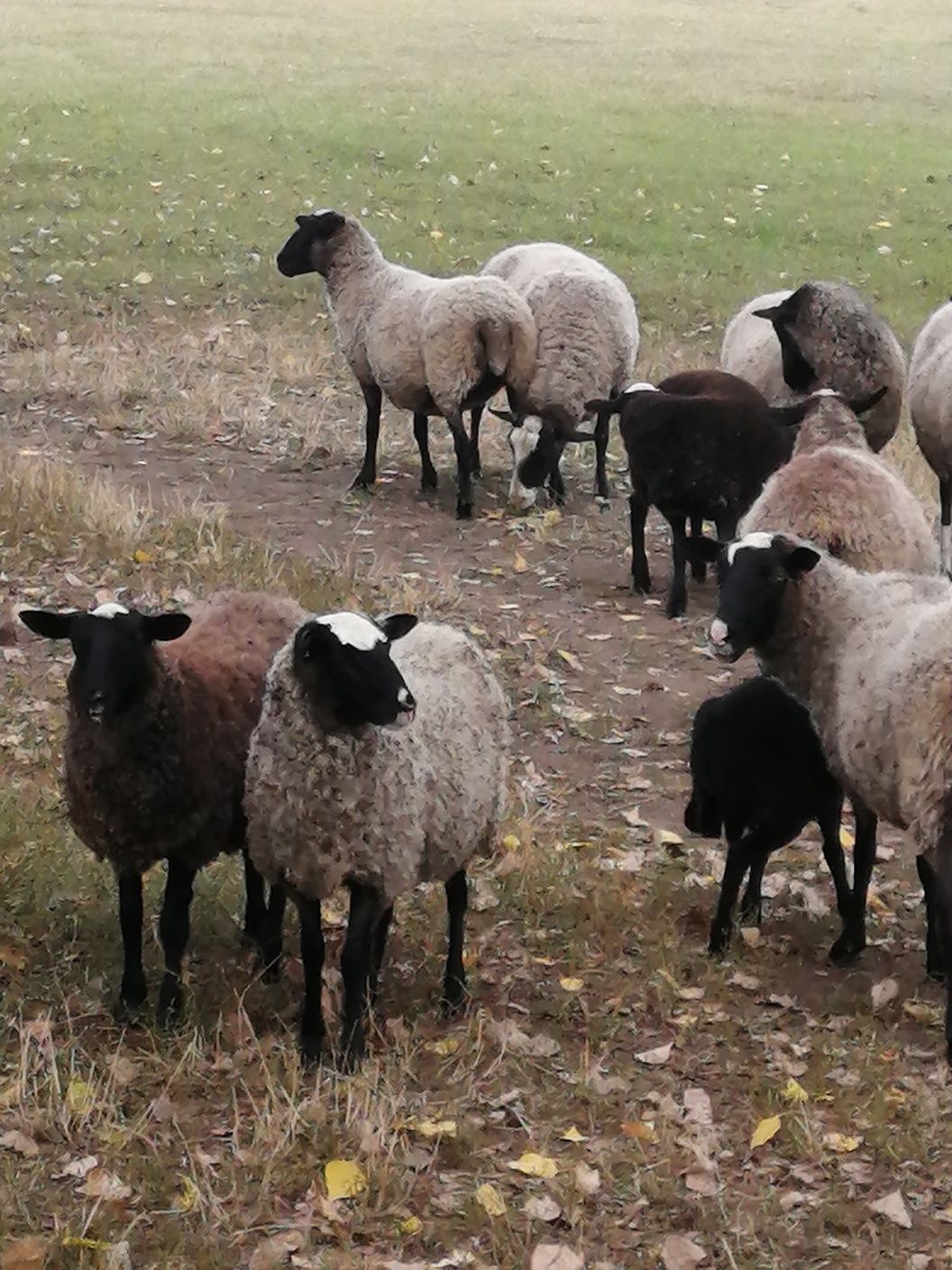 Продам вівці породи романівські