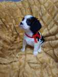 Cavalier King Charles spaniel