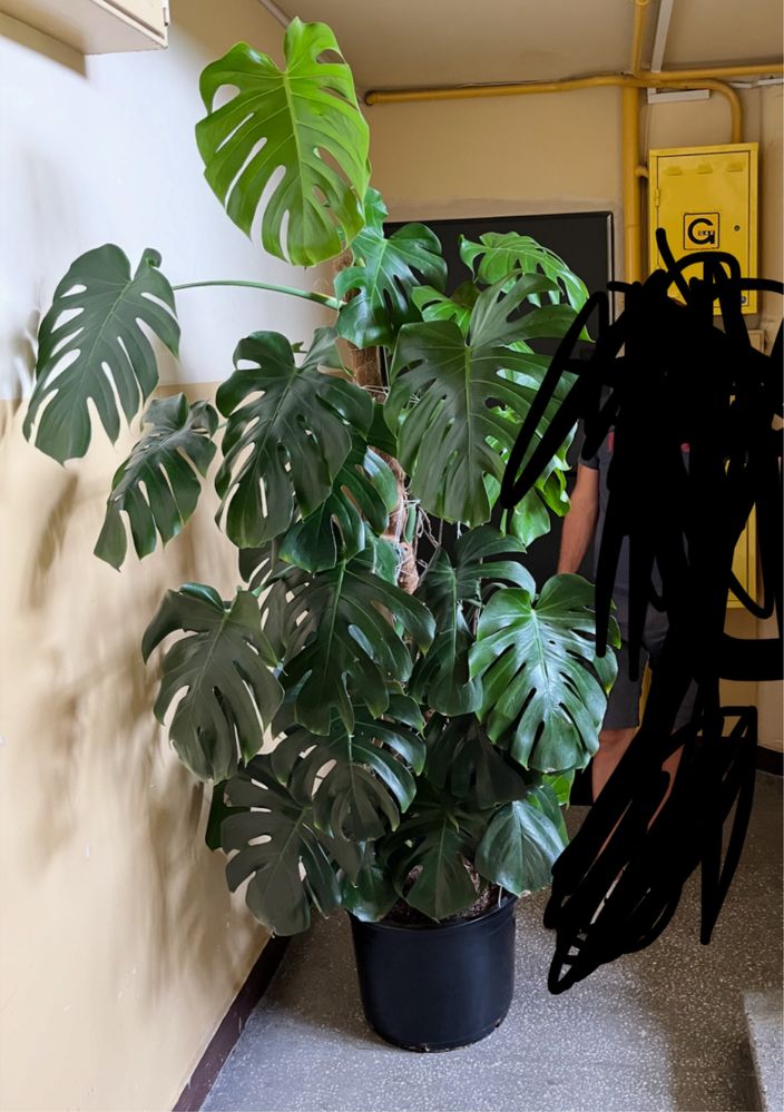 Monstera 2 metry
